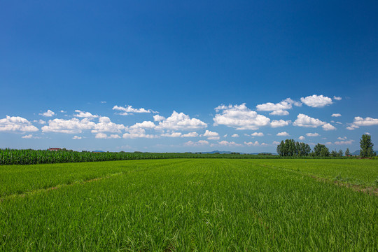 蓝天白云下的稻田