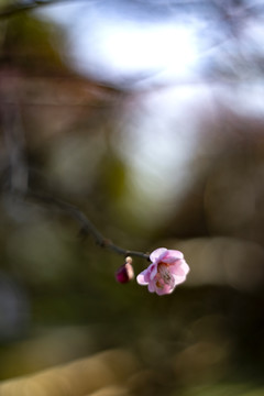 一朵粉色梅花