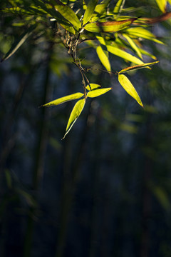 阳光下的绿色竹叶