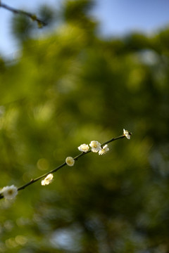 一支白色梅花