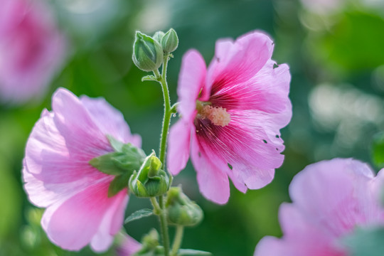 夏日公园里绽放的蜀葵花