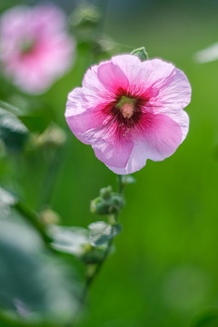 夏日公园里绽放的蜀葵花