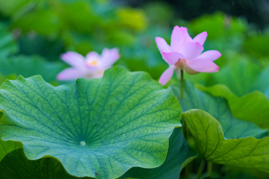 池塘里雨中的荷花