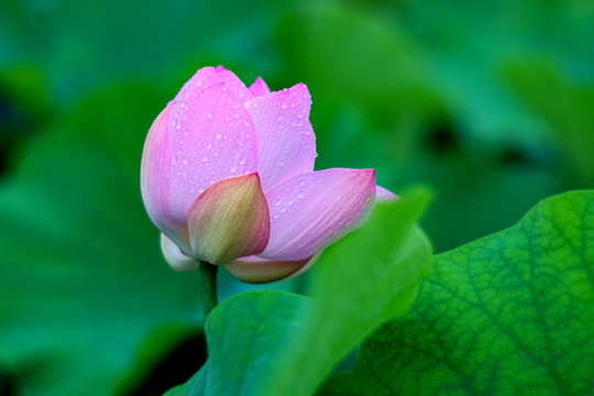 池塘里雨中的荷花