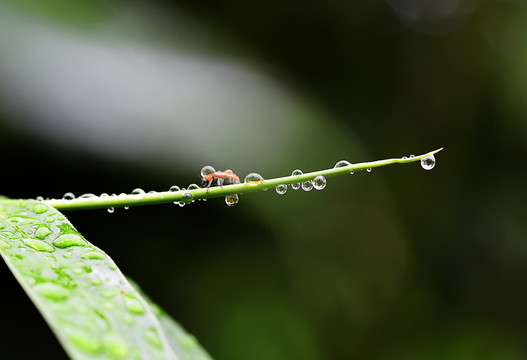 露珠昆虫