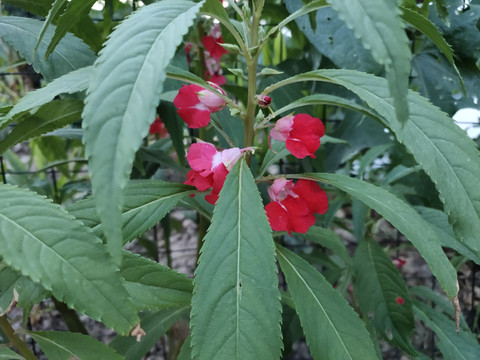 凤仙花开花