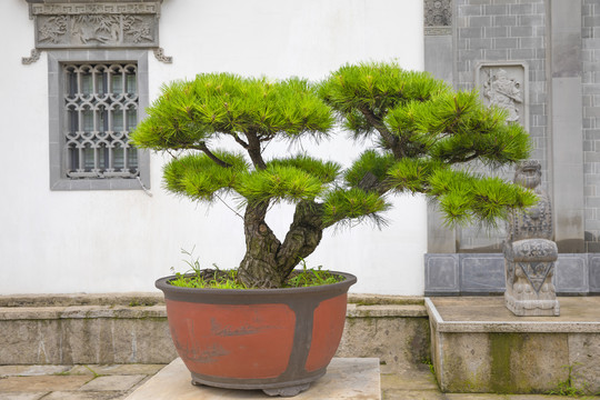 松树盘景造景