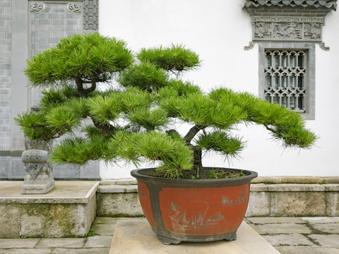 松树盘景造景