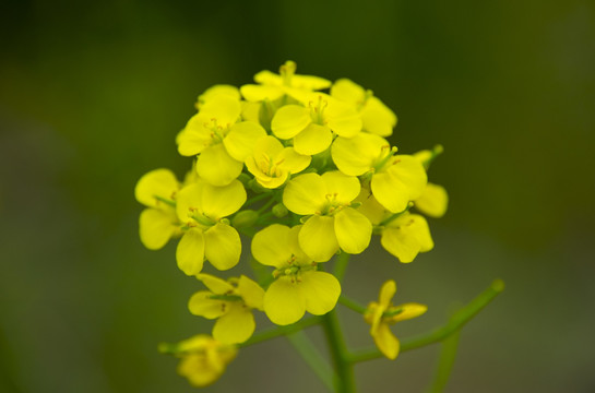 油菜花