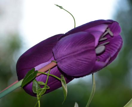 水仙花蕾