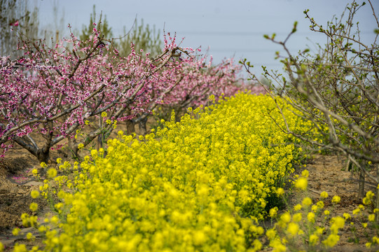 桃花油菜花