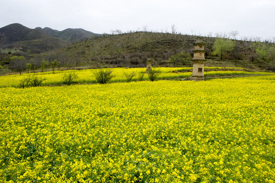 油菜花