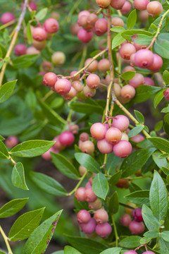 粉色柠檬水蓝莓