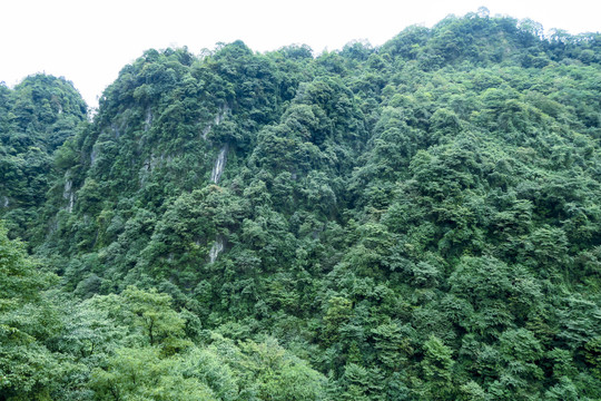 青城后山风景区