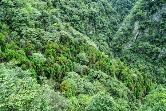 青城后山风光