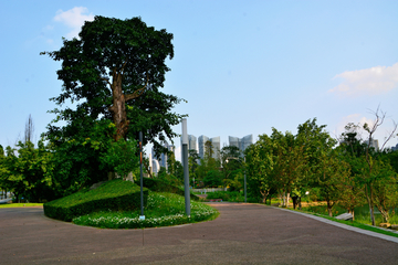 公园绿化道路风景