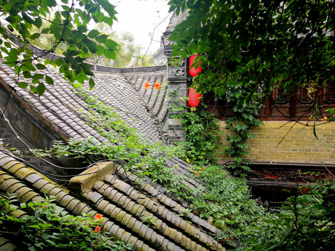 蓝瓦小瓦藤蔓植物屋顶