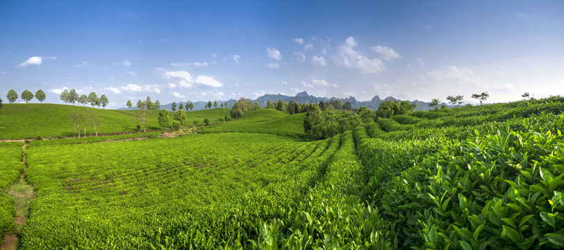 金华九峰牧场茶树梯田全景