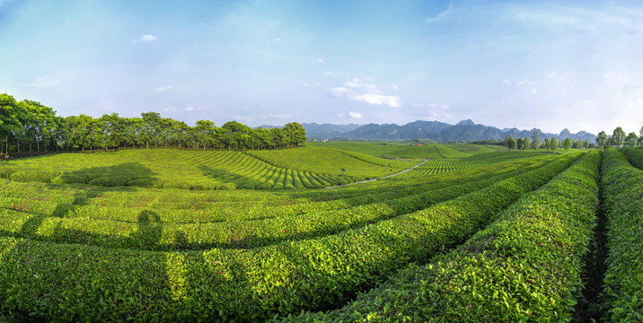 金华九峰牧场茶园全景