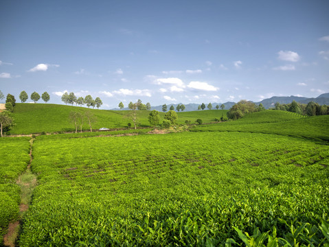 金华九峰牧场茶树