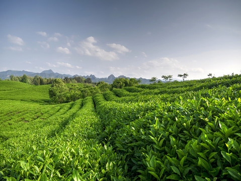 金华九峰牧场茶园