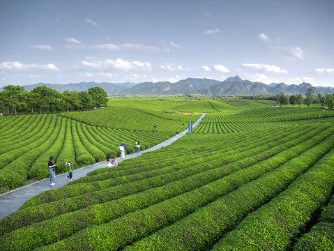 金华九峰牧场茶园梯田