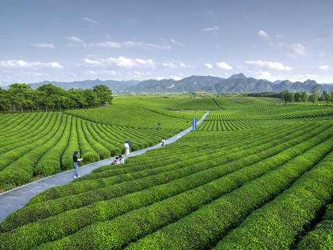 金华九峰牧场茶园梯田