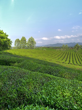 金华九峰牧场茶山