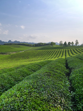 金华九峰牧场茶树茶山