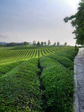 金华九峰牧场茶叶种植梯田