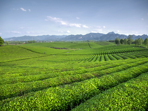 金华九峰牧场茶树茶山