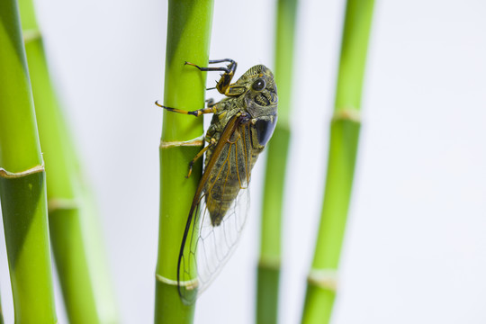 昆虫蝉