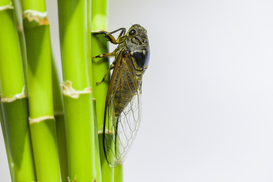 昆虫蝉