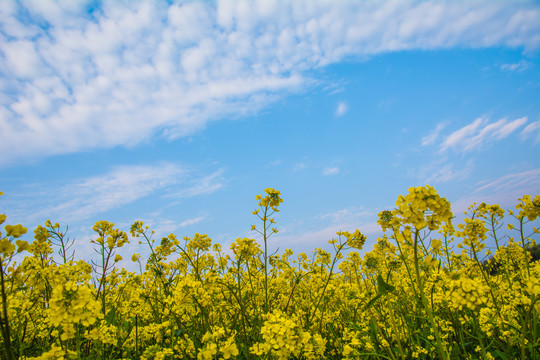 油菜花