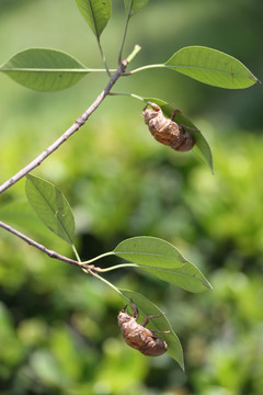 高清蝉蜕