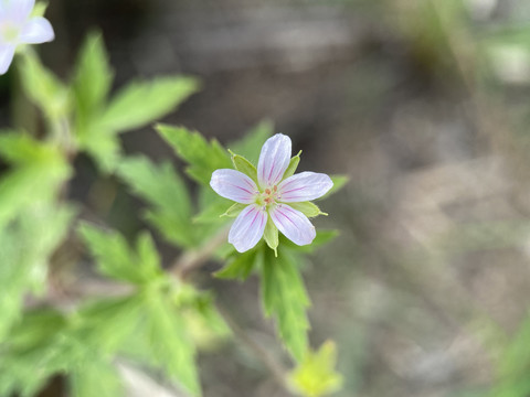 老鹳草花