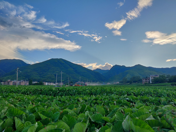 绿色农业香芋种植基地