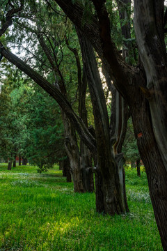 天坛公园古树林