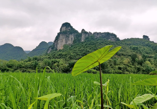 荔波茂兰田园风光