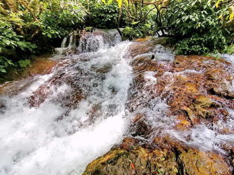 水上森林