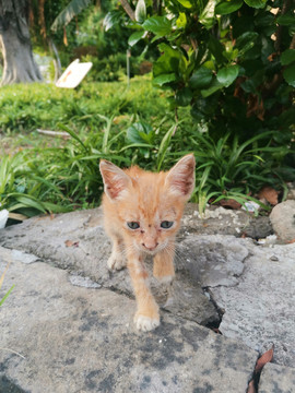 公园里的流浪猫