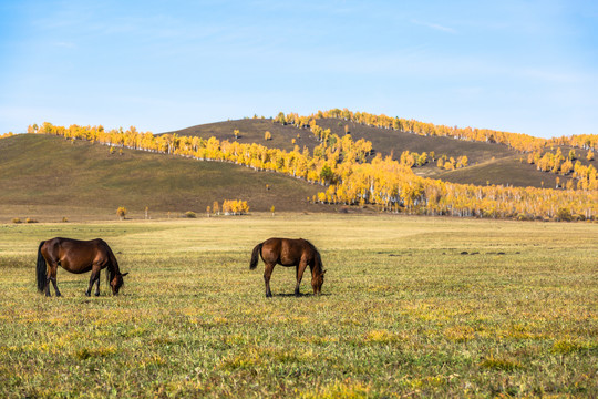 秋季草原白桦林吃草的马