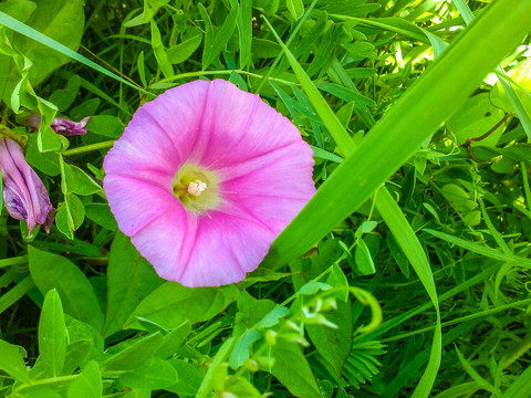 牵牛花