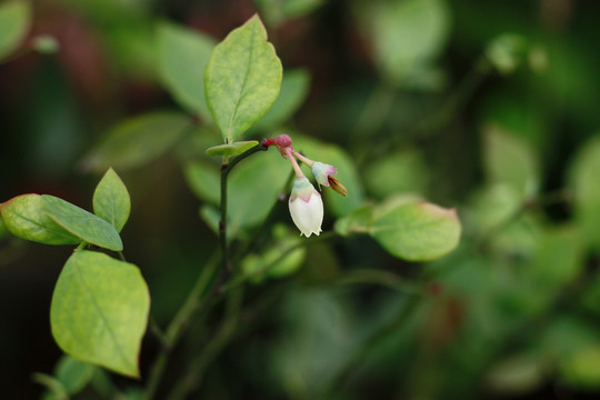 蓝莓树上的蓝莓花