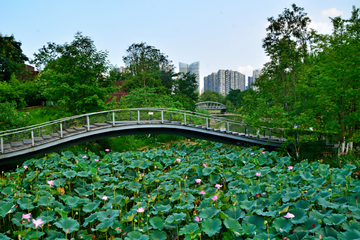 成都江滩公园风景