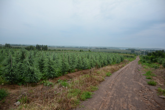 农村山路