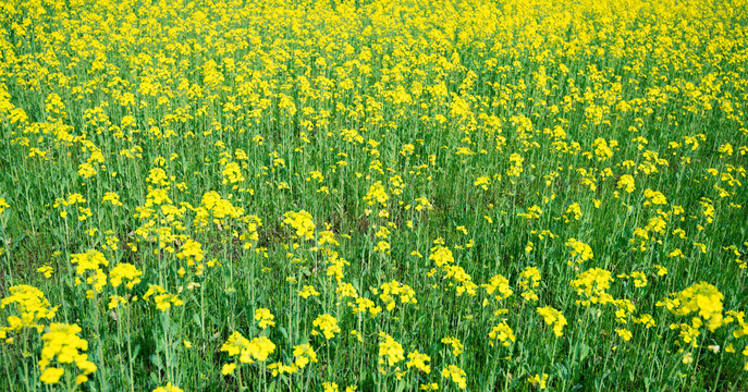 一大片油菜花田