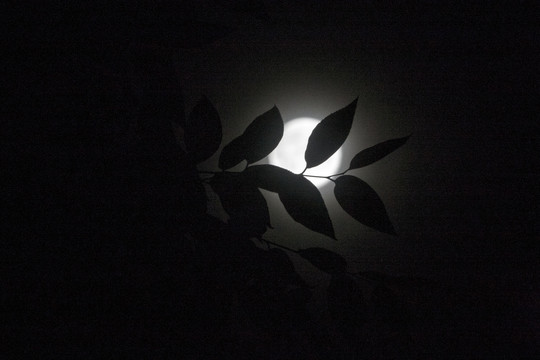 月中树圆月圆月亮