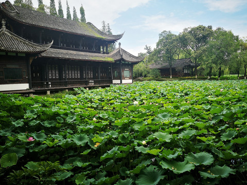 桂湖风光