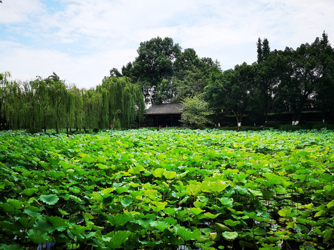 桂湖风光